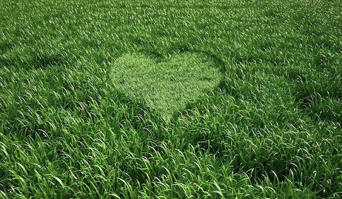 Lush Lawn Care property maintenance